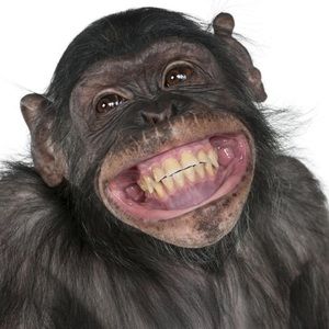 Meet your Posher, Renee